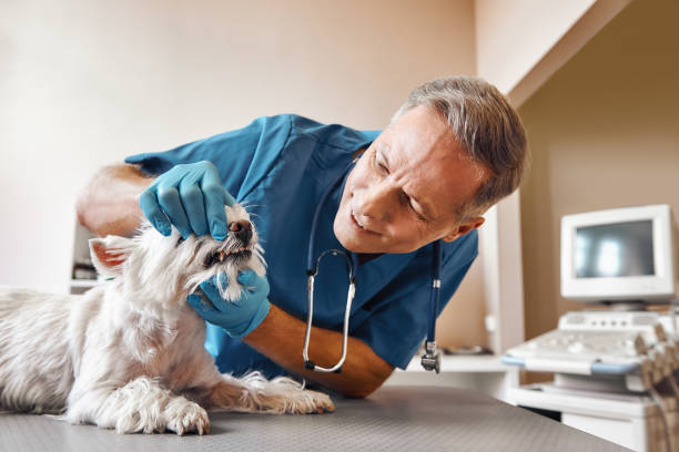 Best Emergency Tooth Extraction in Seven Fields, PA